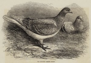 The Antwerp Carrier Pigeon by Thomas W. Wood